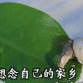 hanwen1998  