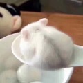 ����ǧѰ  