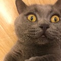 С��С��  
